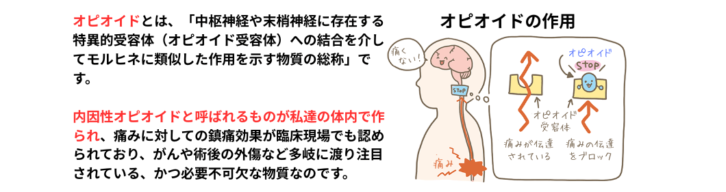 オピオイドの作用